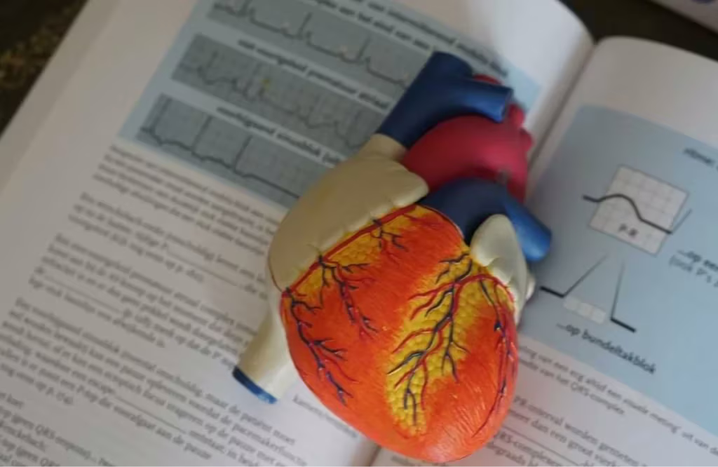 model of heart laying on top of a textbook