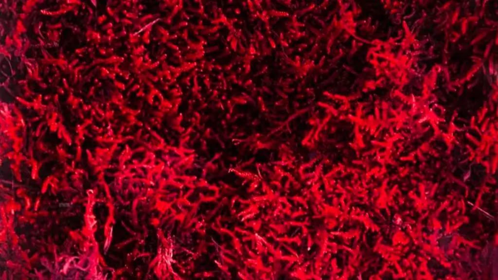 astaxanthin